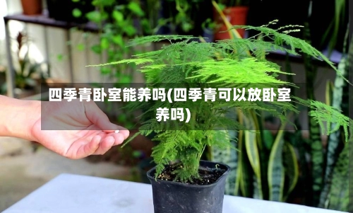 四季青卧室能养吗(四季青可以放卧室养吗)-第1张图片