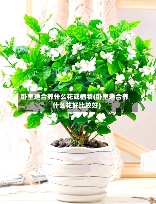 卧室适合养什么花或植物(卧室适合养什么花好比较好)-第1张图片