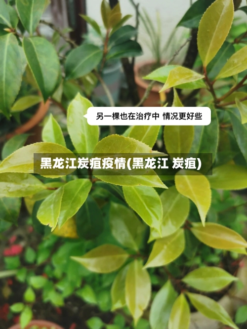 黑龙江炭疽疫情(黑龙江 炭疽)-第1张图片