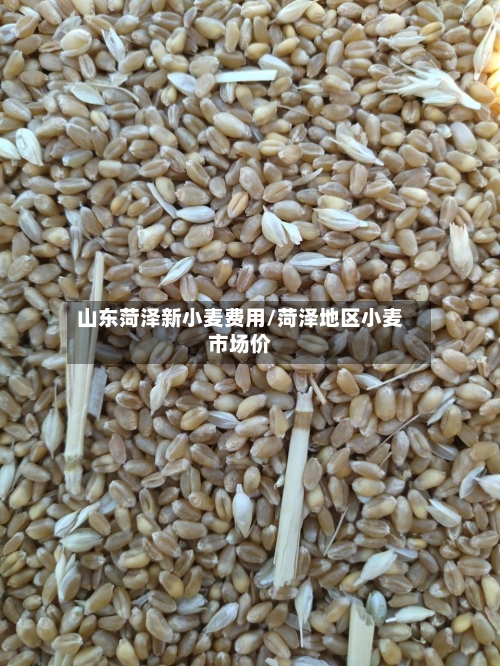 山东菏泽新小麦费用/菏泽地区小麦市场价-第1张图片