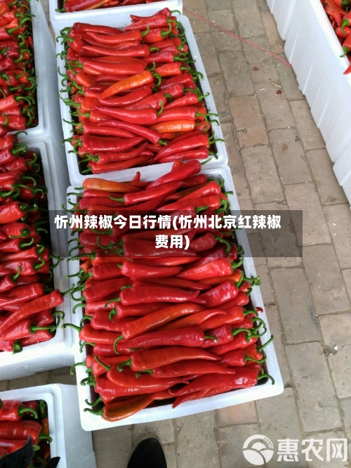 忻州辣椒今日行情(忻州北京红辣椒费用)-第3张图片