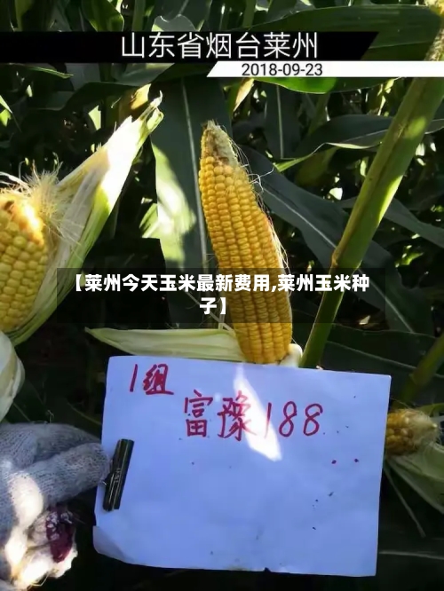 【莱州今天玉米最新费用,莱州玉米种子】-第1张图片