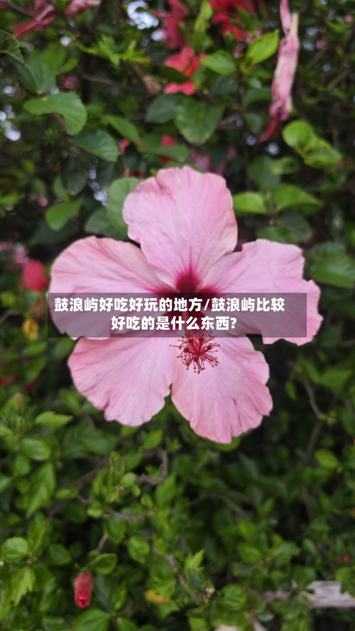 鼓浪屿好吃好玩的地方/鼓浪屿比较好吃的是什么东西?-第1张图片