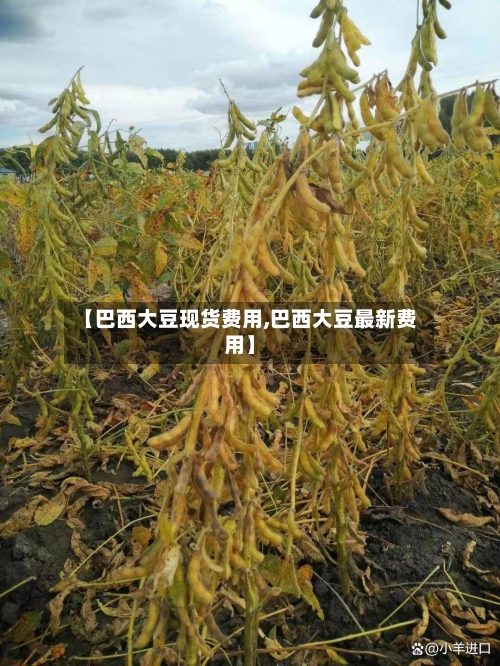【巴西大豆现货费用,巴西大豆最新费用】-第1张图片